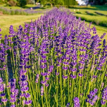 Kharis Lavender Fields - Full bloom. - Attraction Farms Near Me - Gaithersburg, Maryland Kharis Lavender Fields - Full bloom. - Attraction Farms Near Me - Gaithersburg, Maryland