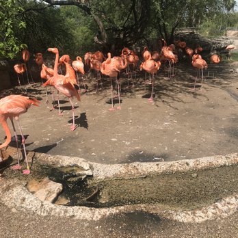 Gladys Porter Zoo - Zoos Near Me - Brownsville, Texas