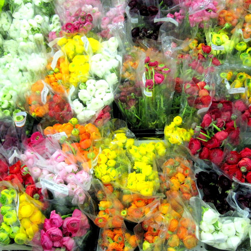 Potomac Floral Wholesale - Florists Near Me - Silver Spring, Maryland