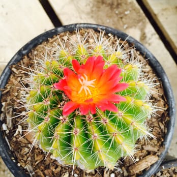 Sal’s Cactus Mart - Nurseries & Gardening Near Me - Fillmore, California Sal’s Cactus Mart - Nurseries & Gardening Near Me - Fillmore, California