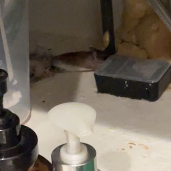 High Meadows Estate - Live mouse in trap - Hotels Near Me - Bluemont, Virginia