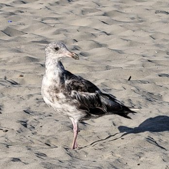 Beach Bros Sharing - Beach Equipment Rentals Near Me - Costa Mesa, California Beach Bros Sharing - Beach Equipment Rentals Near Me - Costa Mesa, California