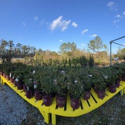 Parsons Garden Center - Azaleas