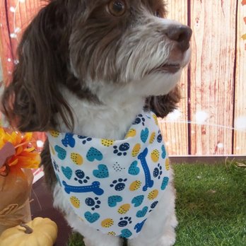 Well Groomed Pets West Bradenton - After full grooming!! - Pet Groomers Near Me - Bradenton, Florida Well Groomed Pets West Bradenton - After full grooming!! - Pet Groomers Near Me - Bradenton, Florida