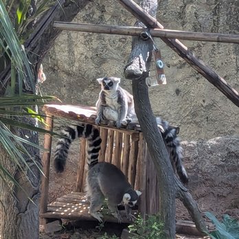 Houston Zoo - Zoos Near Me - Houston, Texas Houston Zoo - Zoos Near Me - Houston, Texas