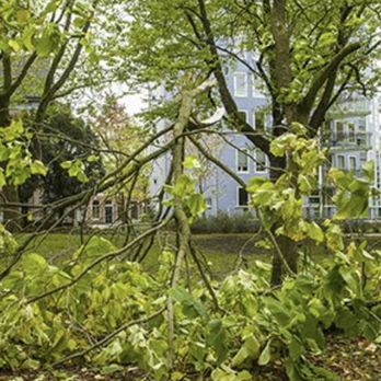Hiatt's Tree Service - Tree Services Near Me - Chesapeake, Virginia