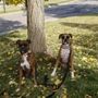 Photo of Sandi's Pampered Pets