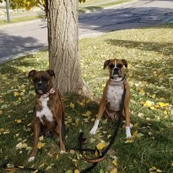 Sandi's Pampered Pets