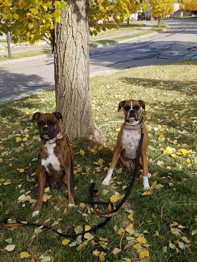 Sandi's Pampered Pets - pet boarding facility in Colorado Springs, CO