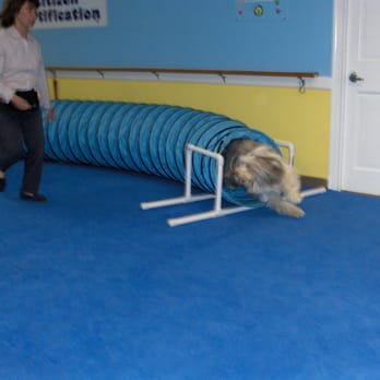 Canines At Training - Flying through the Agility tunnel! - Pet Training Near Me - Reisterstown, Maryland Canines At Training - Flying through the Agility tunnel! - Pet Training Near Me - Reisterstown, Maryland