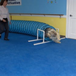 Canines At Training - Flying through the Agility tunnel!