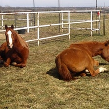 Becky's Hope Horse Rescue - Blake and Miranda, the sweetest and friendliest couple that we've rescued. Currently being evaluated. - Animal Shelters Near Me - Frisco, Texas