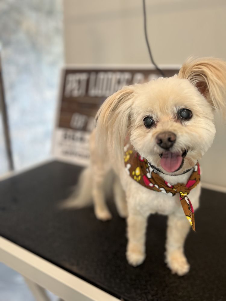 Pet Lodge & Spa of Reidville Image