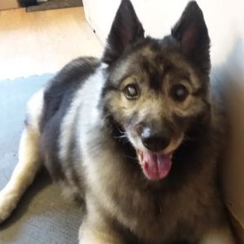 Paws Pet Grooming - My Keeshond AFTER their "Mistake" - Pet Groomers Near Me - Elmhurst, Illinois