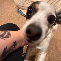 Gem City Petsitting
