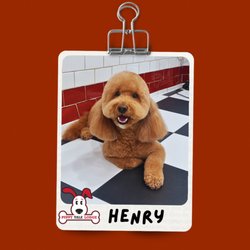 Puppy Tale Lodge - Henry