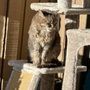 Photo of Homeward Bound Veterinary Services