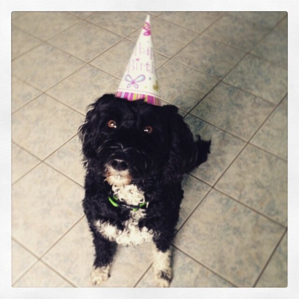 Unbeknownst to me Lucy had a birthday party with the daycare staff and her K9 friends. Thank you Lucky Paws!! Unbeknownst to me Lucy had a birthday party with the daycare staff and her K9 friends. Thank you Lucky Paws!!