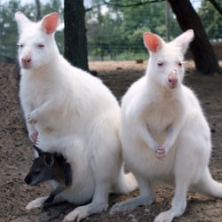 Le Parc Australien - Wallabies Albinos