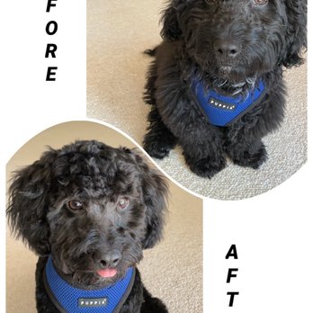 Aloha Mobile Dog Grooming - Pet Groomers Near Me Aloha Mobile Dog Grooming - Pet Groomers Near Me