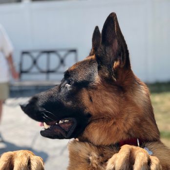 Tail Gate - Max - Pet Sitting Near Me - Elmhurst, Illinois Tail Gate - Max - Pet Sitting Near Me - Elmhurst, Illinois