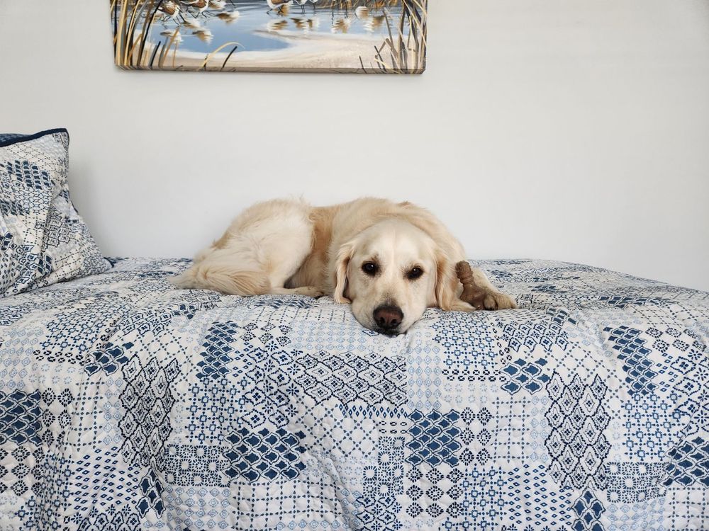 GREENLIN PET RESORTS Updated September 2024 24 Photos & 14 Reviews