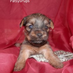 PatsysPups
