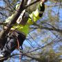 Photo of J & B Tree Services