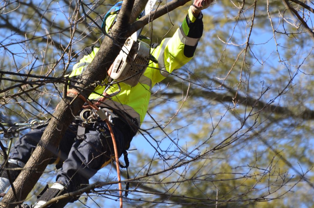 J & B Tree Services - tree service in Gaithersburg, MD