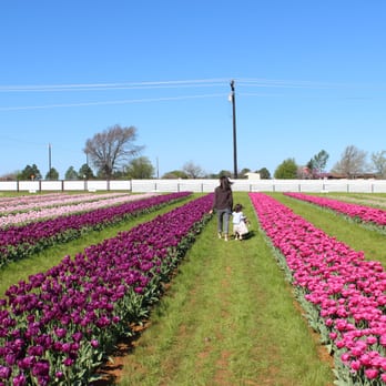 Texas-Tulips - so many tulips - Nurseries & Gardening Near Me - Pilot Point, Texas Texas-Tulips - so many tulips - Nurseries & Gardening Near Me - Pilot Point, Texas