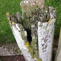 Zaun aus Wal Kinnladen