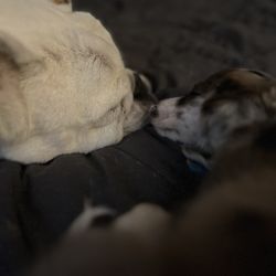 Nana Susi's Doggy Daycare & Boarding - BaneTheMiniDoxie