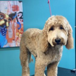Grooming at Tiffany’s - Dog