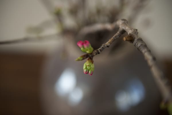 The Center For Complementary Medicine