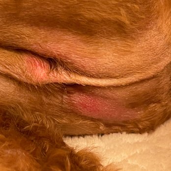 Petco - Excoriated private parts - Pet Training Near Me - Park City, Utah