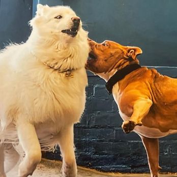 Glendale Pet Resort - Lola's always busy with the big dogs!! - Pet Training Near Me - Glendale, California Glendale Pet Resort - Lola's always busy with the big dogs!! - Pet Training Near Me - Glendale, California