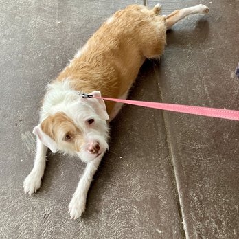 Karah Estate Vineyard - Lexi enjoyed the indoor area outside of the rain - Wine Tasting Room Near Me - Cotati, California