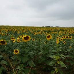 Sunflower patch
