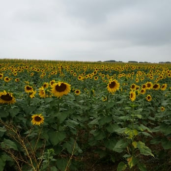 The Bartels Farm - Sunflower patch - Pumpkin Patches Near Me - Fort Collins, Colorado