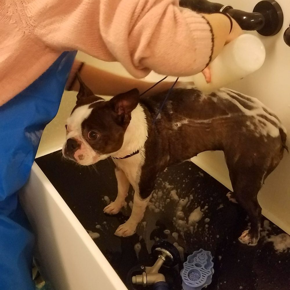 My darling Gypsy getting her oatmeal bath. My darling Gypsy getting her oatmeal bath.