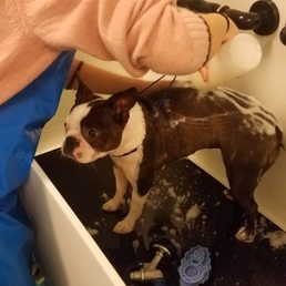 My darling Gypsy getting her oatmeal bath. My darling Gypsy getting her oatmeal bath.