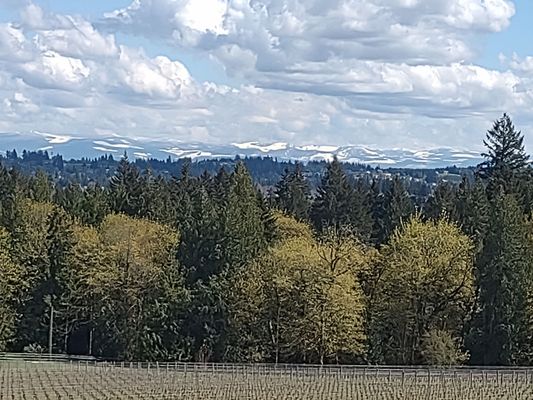 Hawks View Winery by null
