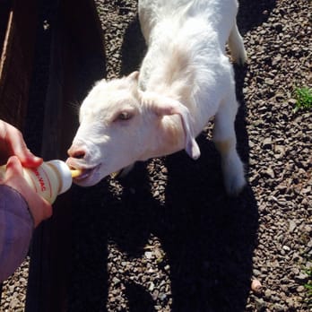 Hoo Farm Animal Kingdom - Just feeding the kids ;) - Zoos Near Me - Telford, TFW