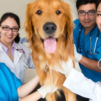 Atchison Animal Clinic - Veterinarians Near Me - Atchison, Kansas Atchison Animal Clinic - Veterinarians Near Me - Atchison, Kansas