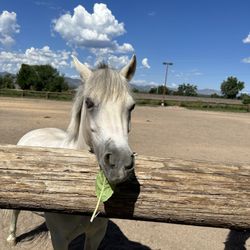 Coventry Farms