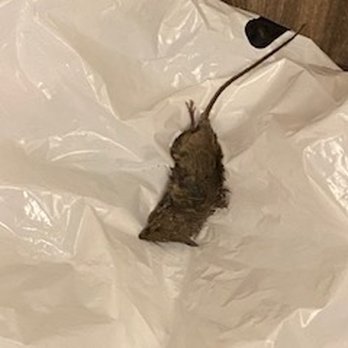 Residences on Bedford - Another mouse found in the heating vent. - Apartments Near Me - Stamford, Connecticut Residences on Bedford - Another mouse found in the heating vent. - Apartments Near Me - Stamford, Connecticut
