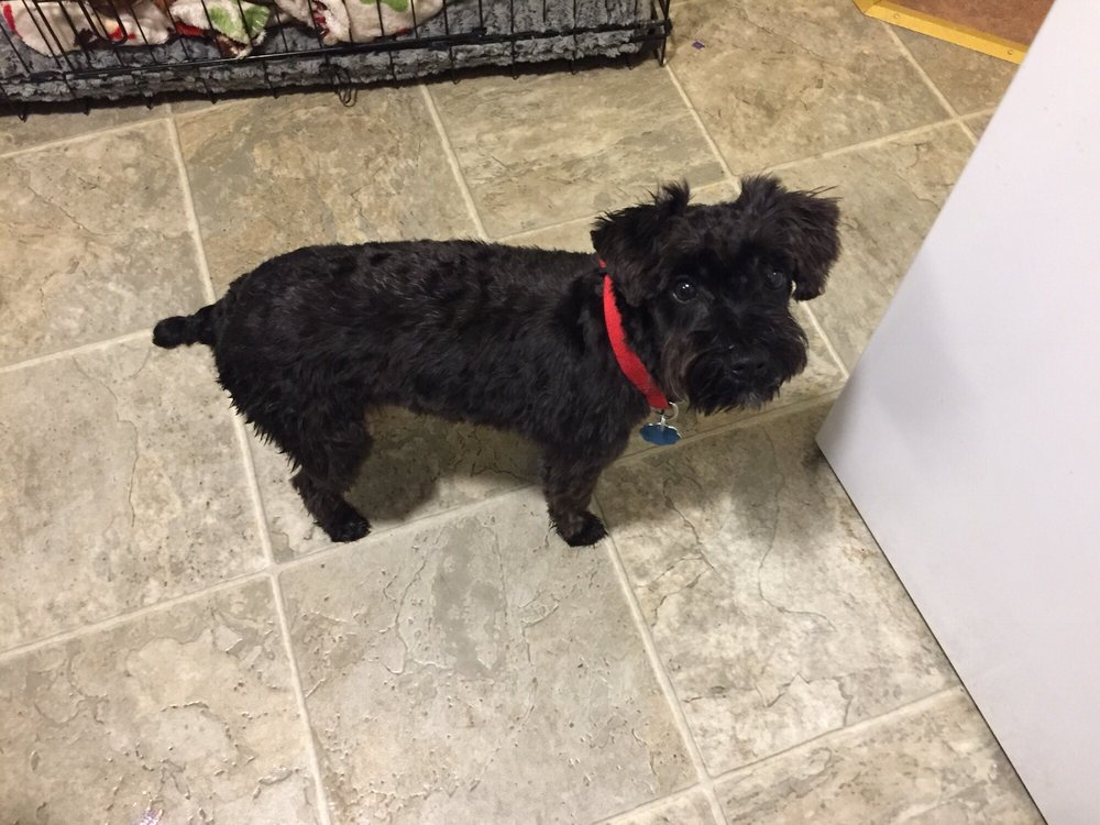 BOWZARS B AND B PET GROOMING Updated August 2024 1401 NE Stoddard Ln, Hermiston, Oregon