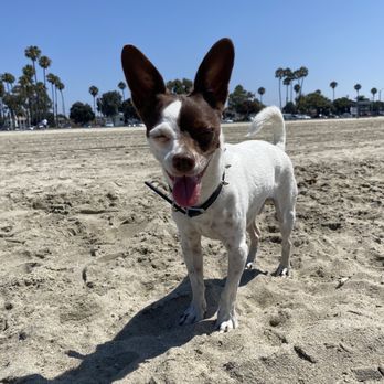 Alpha K-9 Academy - Pet Training Near Me