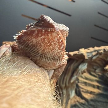 Kahoots Pet Store - Satisfied Lizard - Pet Stores Near Me - Poway, California