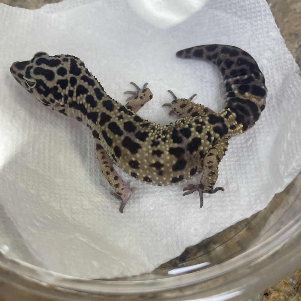 My leopard gecko My leopard gecko